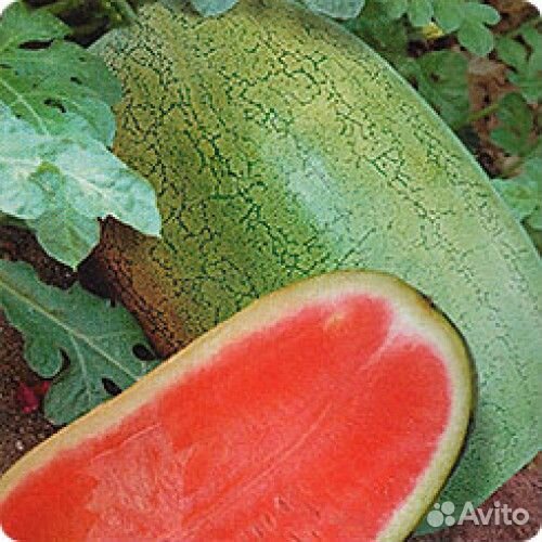 Семена арбуза Чарльстон Грей