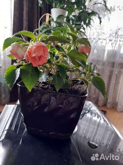 Укорененные черенки,ванька мокрый