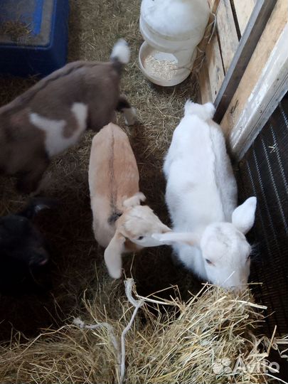 Продам козликов