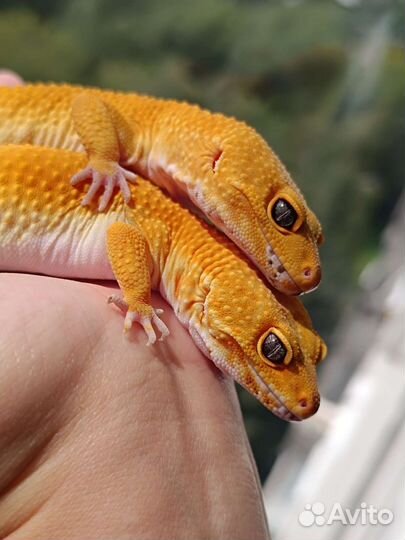 Эублефар Blood Блад самка