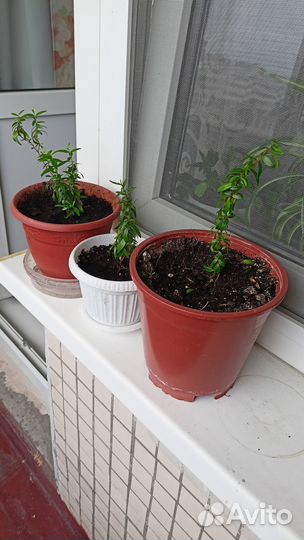 Миртовое дерево + мирт +фиалка(детки)подарок