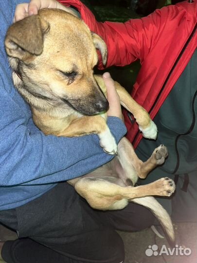 Собака в добрые руки