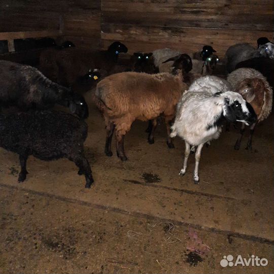 Овцы бараны ягнята