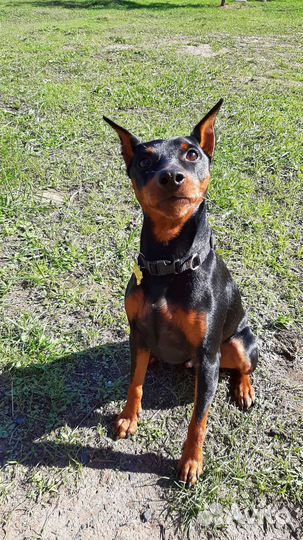 Вязка цвергпинчер