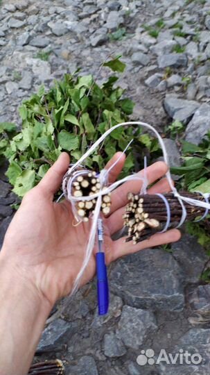 Веники березовые