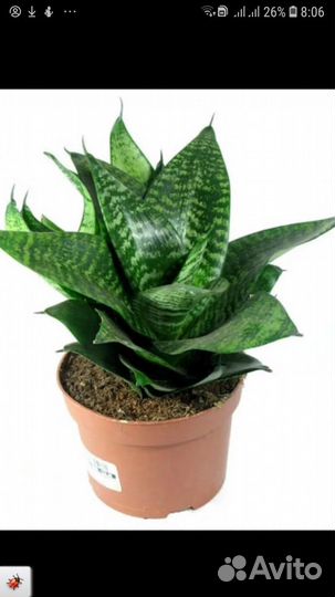 Сансевиерия ханни