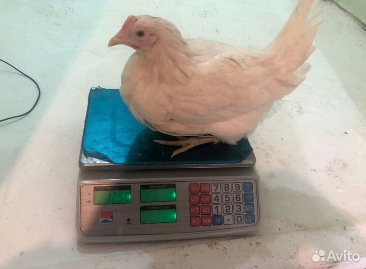 Курочки молодые Несушки