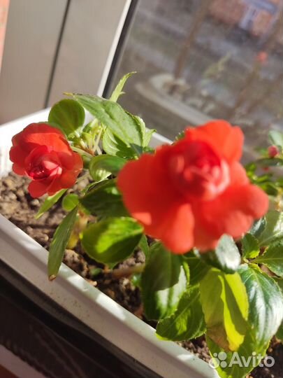 Бальзамин махровый