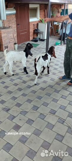 Козы