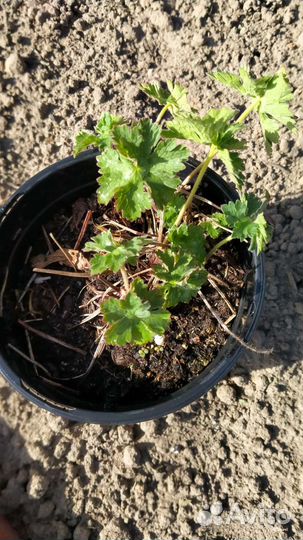 Садовые растения