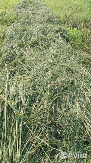 Сено,просо