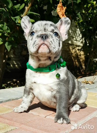 Французский бульдог щенки голубой