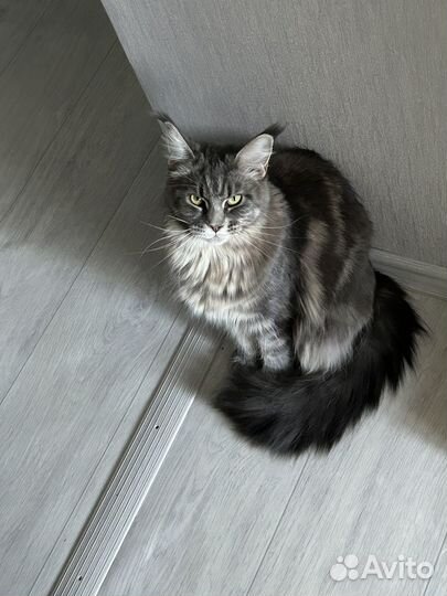 Котята мейн-кун