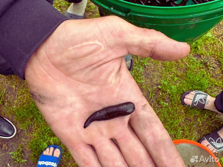 В Продаже Пиявка