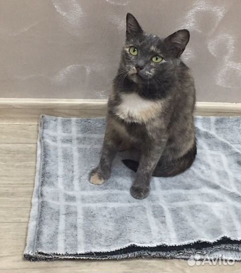Отдам бесплатно кошку