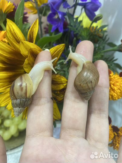 Улитки ахатины