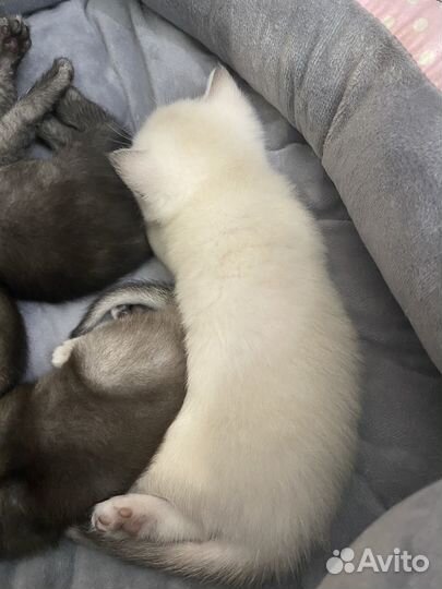 Котята шотландцы