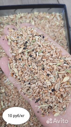 Пшеница фуражная