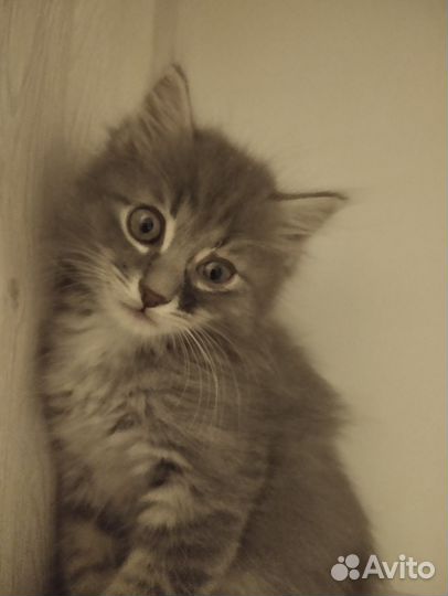 Котята бесплатно