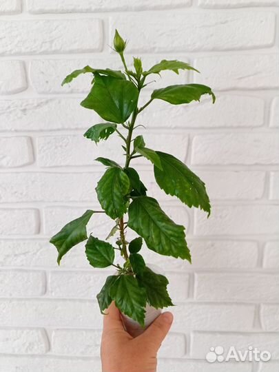 Гибискус китайская роза Персик