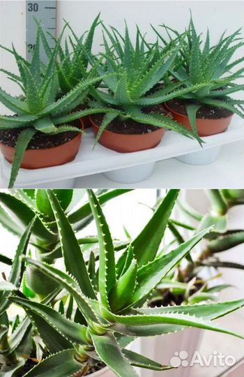 Малина,крыжовник, ежевика, каштан, алоэ