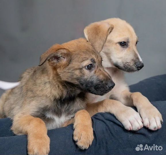 Щенок в добрые руки