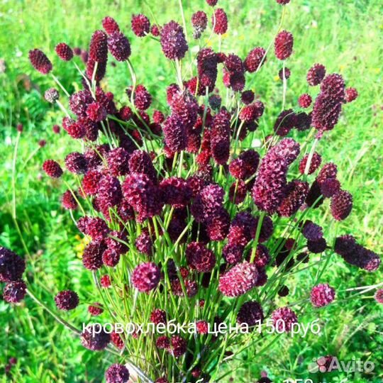 Многолетние садовые растения