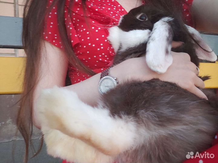 Ручной минилоп до 7июля,потом уезжаю