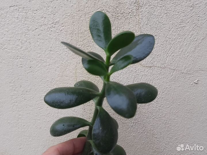 Толстянка. Денежное дерево