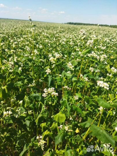 Семена гречихи