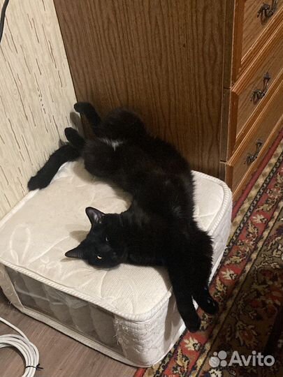 Котик для вязки