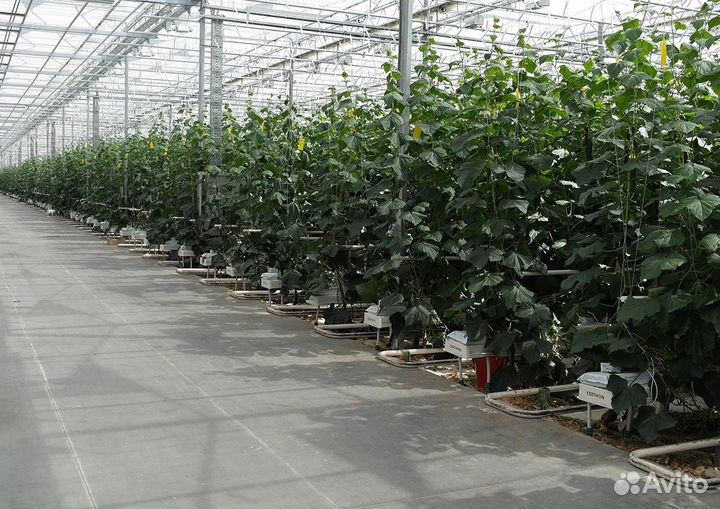 Разнорабочие в тепличный комплекс,подработка