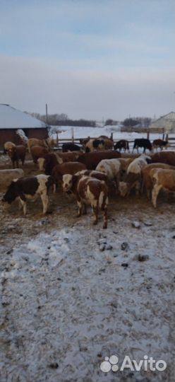 Продаются крс (телки, нетели)