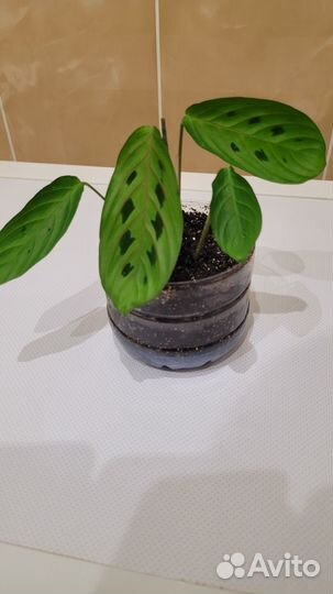 Маранта цветок