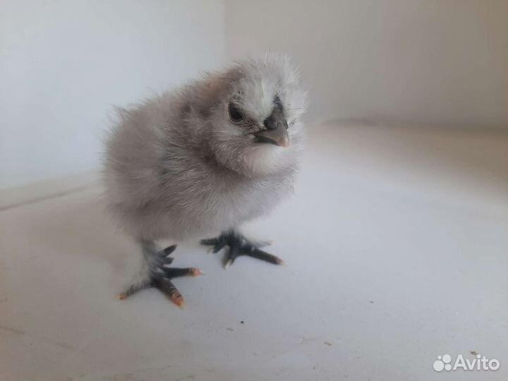 Цыплята (ия) Мараны,ухейилюй,лакеданзе и др