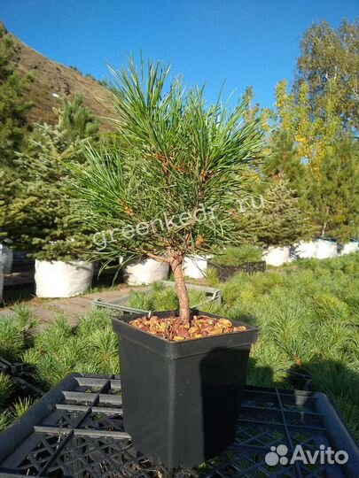 Саженцы Кедр Сибирский 20см зкс