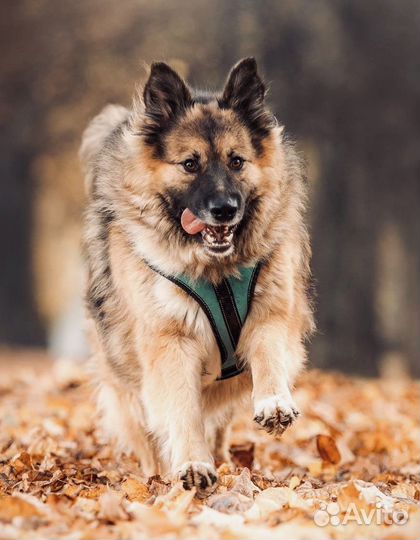 Собака бесплатно в добрые руки