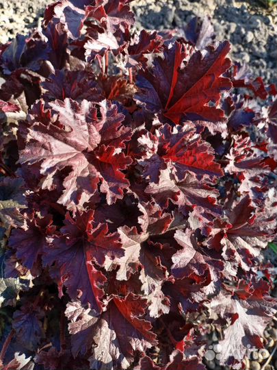 Саженцы декоративных растений