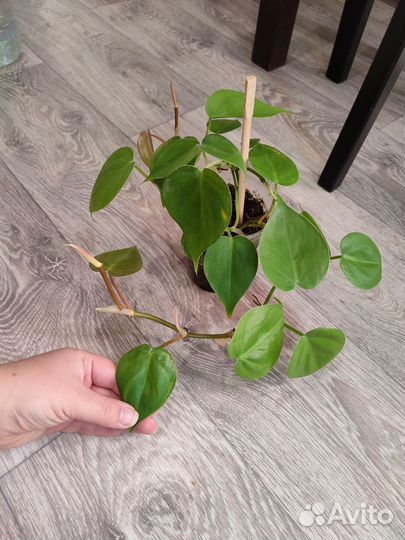 Комнатные цветы