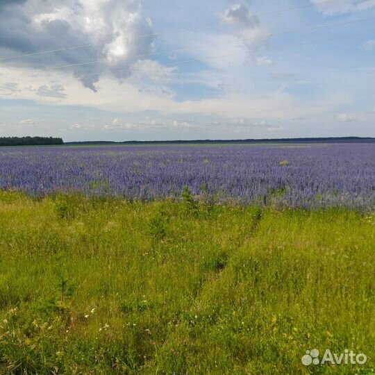 Зерно пшеница