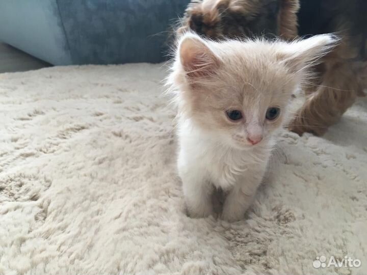 Кошка в дар бесплатно