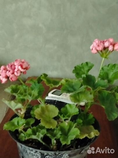 Пеларгония герань