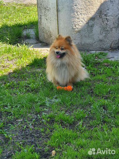 Немецкий шпиц