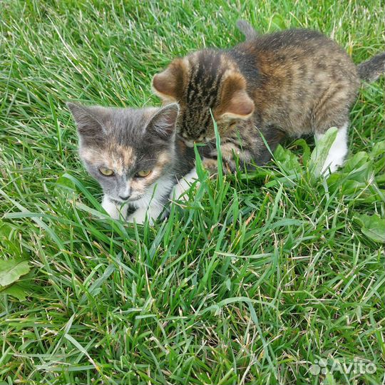 Кошка в дар