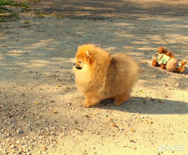 Девочки шпица 1- 2 года, РКФ