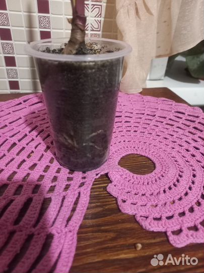 Валотта(Амарилис)