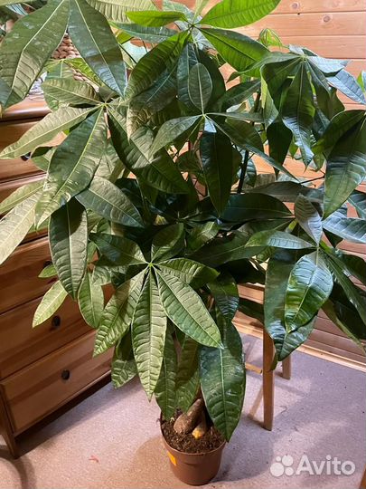 Пахира акватика D-24 H 150