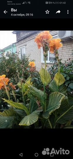 Канны пестролистные