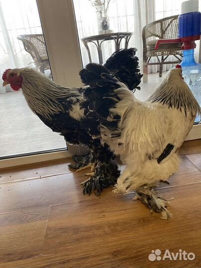 Петух Брама