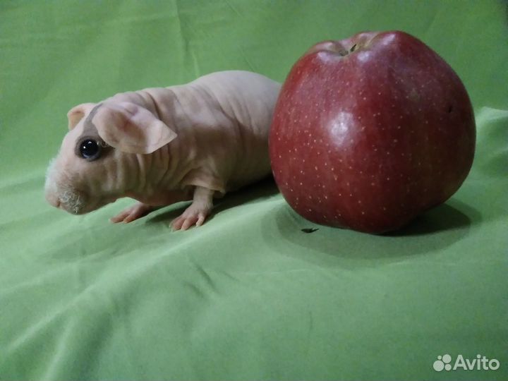 Морская свинка скинни